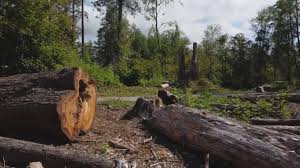 Reliable Westmorland, CA Tree Care Services Solutions