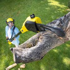 Best Tree Removal  in Westmorland, CA