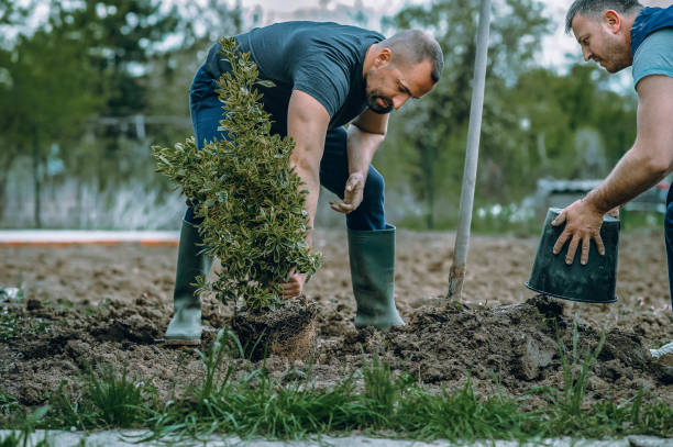 Best Hazardous Tree Removal  in Westmorland, CA