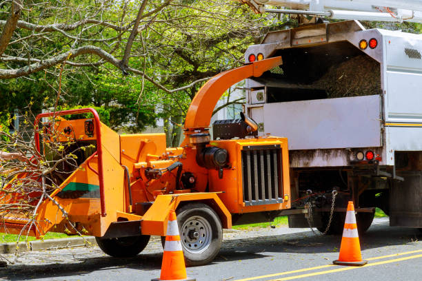 Leaf Removal in Westmorland, CA