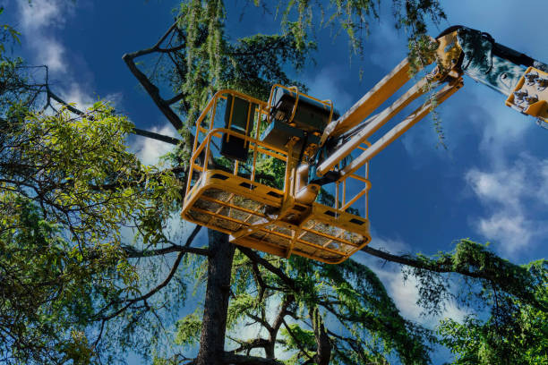 Best Arborist Consultation Services  in Westmorland, CA