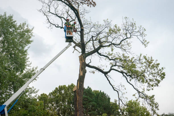 Best Tree Maintenance Programs  in Westmorland, CA