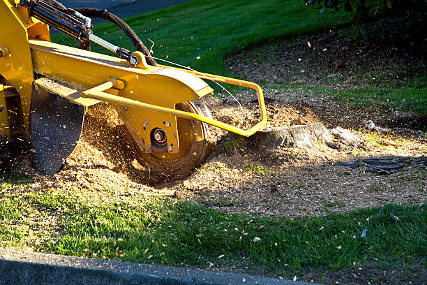 Best Storm Damage Tree Cleanup  in Westmorland, CA