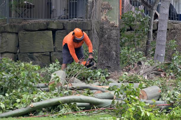 Best Tree Disease Treatment  in Westmorland, CA