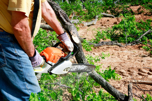 Best Tree Preservation Services  in Westmorland, CA